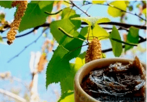 Birkenteer do cogomelo